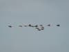 Surf and Black Scoters