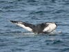 Humpback Whale