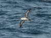 Great Shearwater