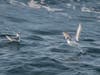 Red Phalaropes
