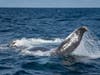Humpback Whale