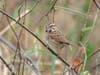Song Sparrow
James Falletti https://jamesfallettiphotography.com/