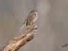 White Throated Sparrow
James Falletti https://jamesfallettiphotography.com/