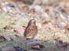 Fox Sparrow
James Falletti https://jamesfallettiphotography.com/
