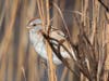 Tree Sparrow
James Falletti https://jamesfallettiphotography.com/
