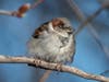House Sparrow
James Falletti https://jamesfallettiphotography.com/