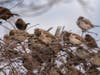 Male and Female House Sparrows
James Falletti https://jamesfallettiphotography.com/