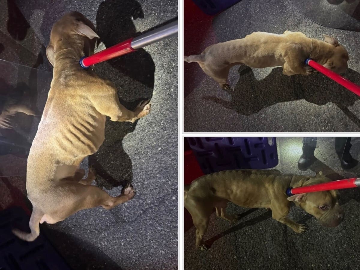 This emaciated tan pitbull was found dragging a black leash in Seymour on the night of April 18, 2026, officials said.