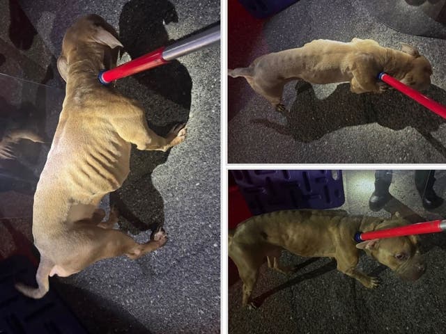 Emaciated Dog Found Abandoned In Seymour; Police Search For Owner ...