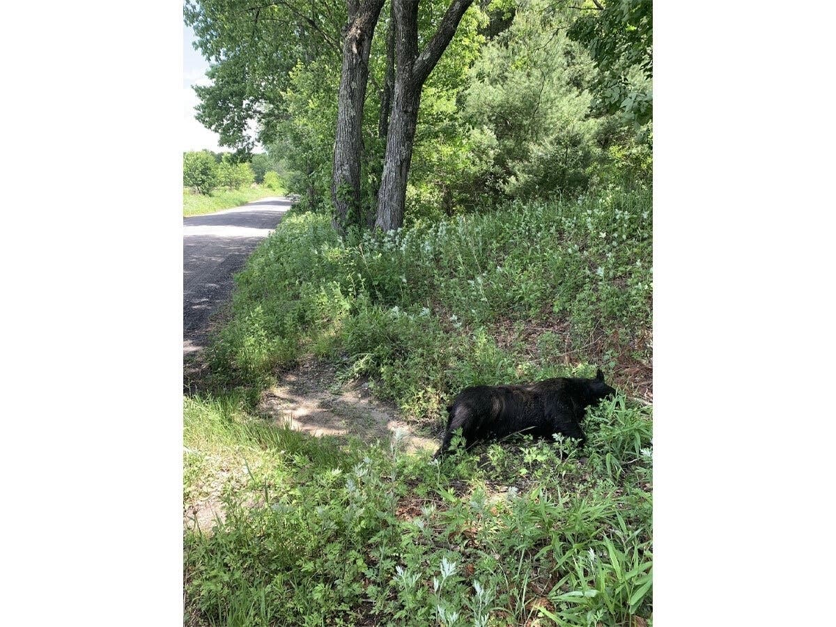 This black bear was found dead on June 7, 2026 on the side of Upson Road in Burlington.