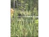 A hiker in a remote area of Onondaga County, New York reported photographing this unidentified figure wading in a marshy pond on Aug. 10, 2026.