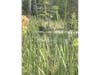 Another photograph of the unidentified figure wading in a marshy pond on Aug. 10, 2026.