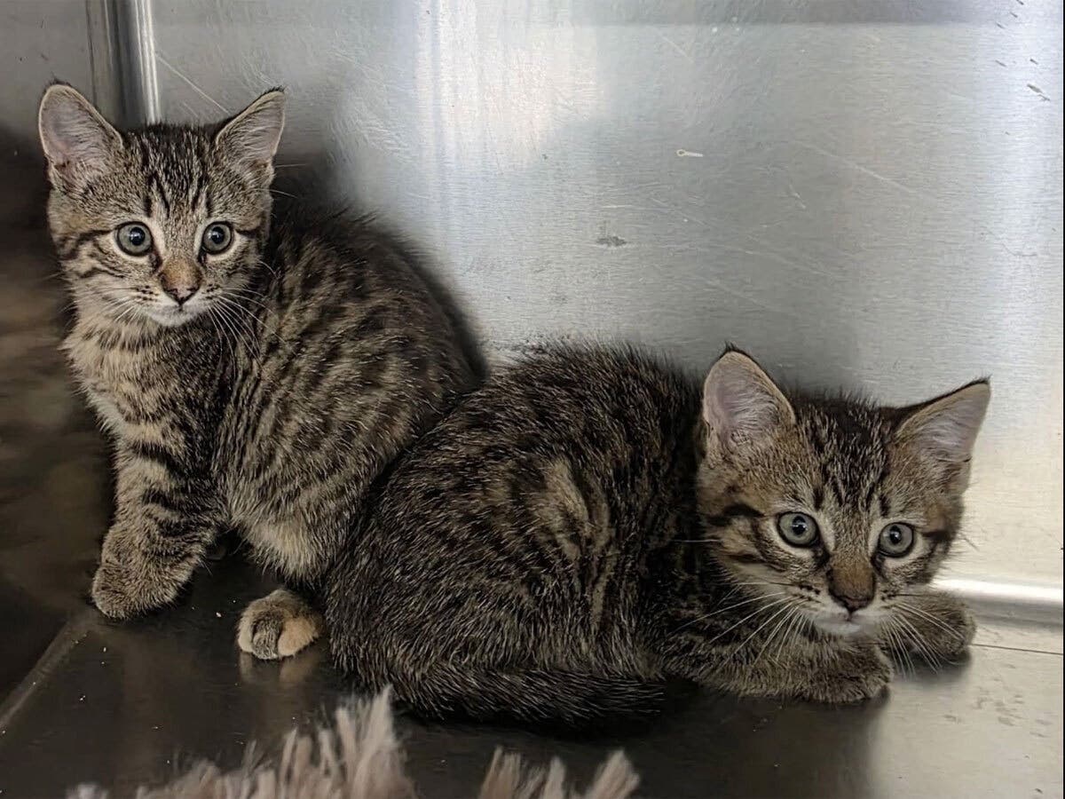 These two kittens were found abandoned in a sealed box in Bethany, according to police.