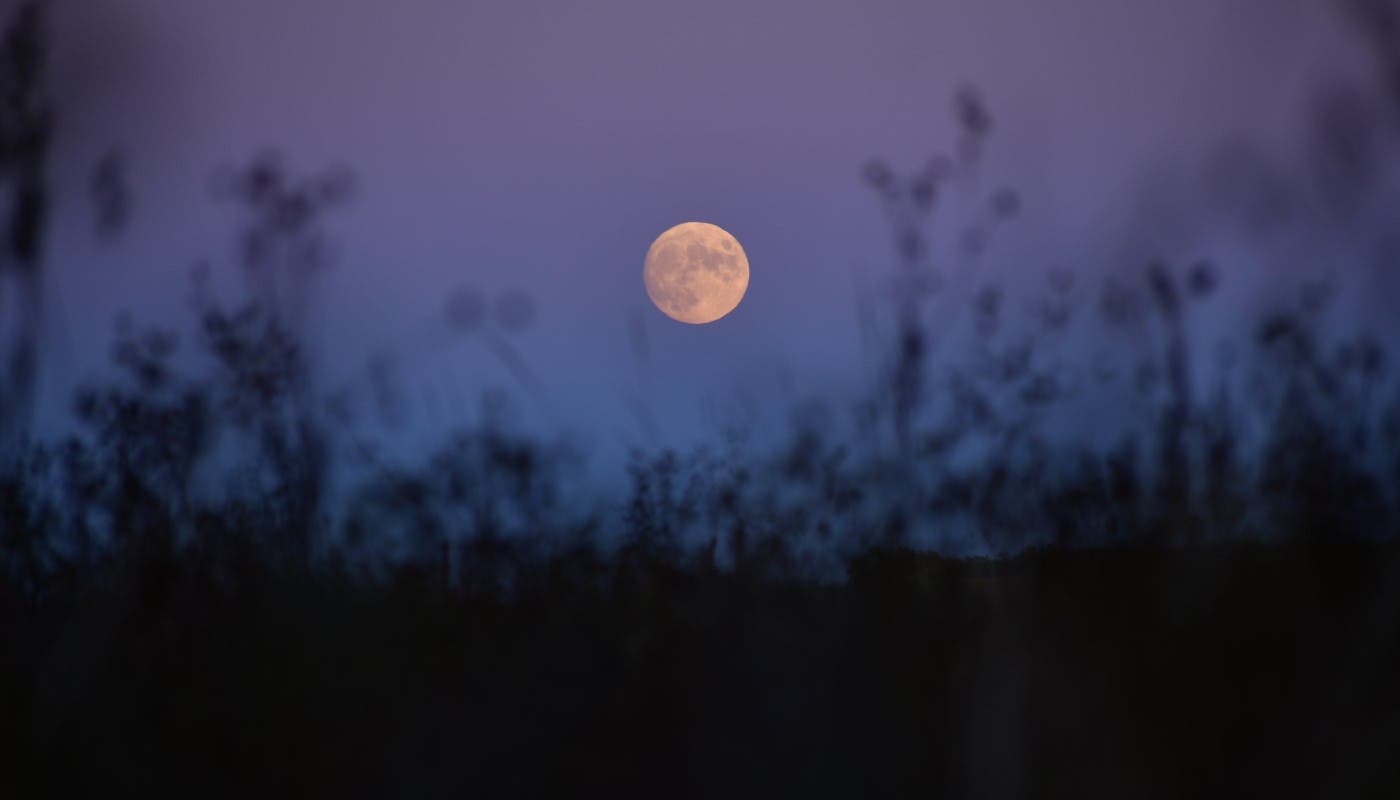 Night of Nature Play @ Dan Ryan Woods