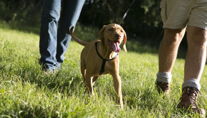 Doggie Date Night @ Dan Ryan Woods