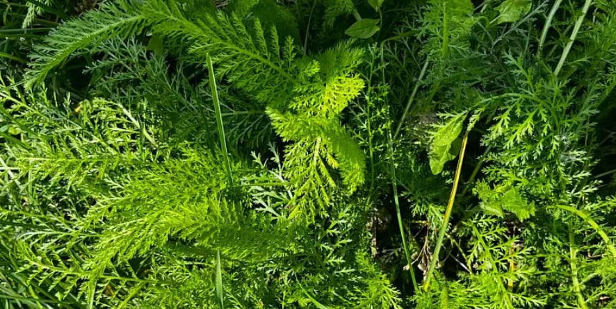 LCCA Fertilizing Freedom: 4-Elements Medicine Wheel Workshop with Ivan Watkins (Part 1)