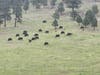 Residents were delighted to spot 16 baby bison among the herd, making the morning at the Buffalo Herd Nature Preserve one to remember.