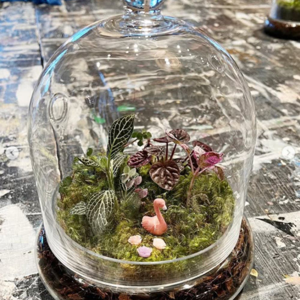 Create a Beautiful Terrarium