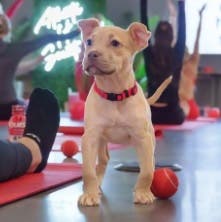Atlanta Humane Society Pop-Up
