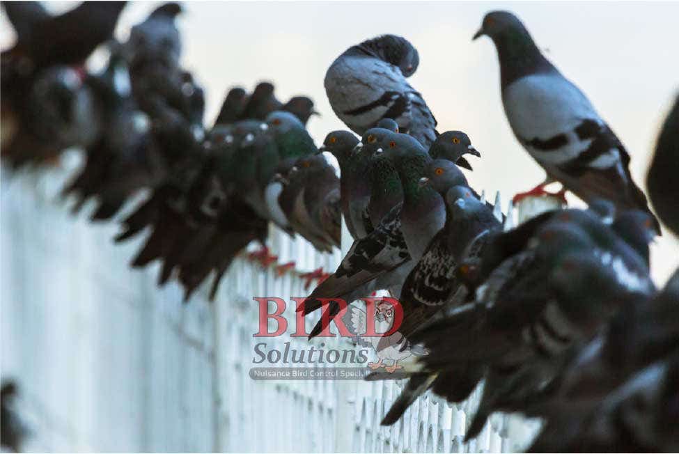 Bird Solutions, Inc