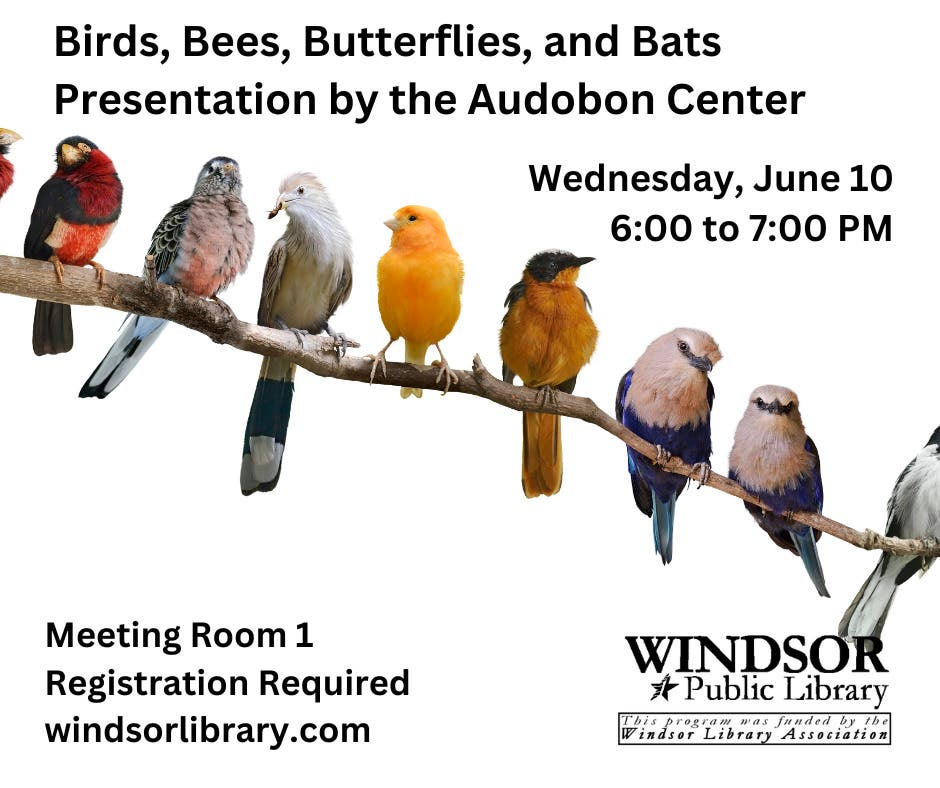 Birds, Bees, Butterflies, and Bats