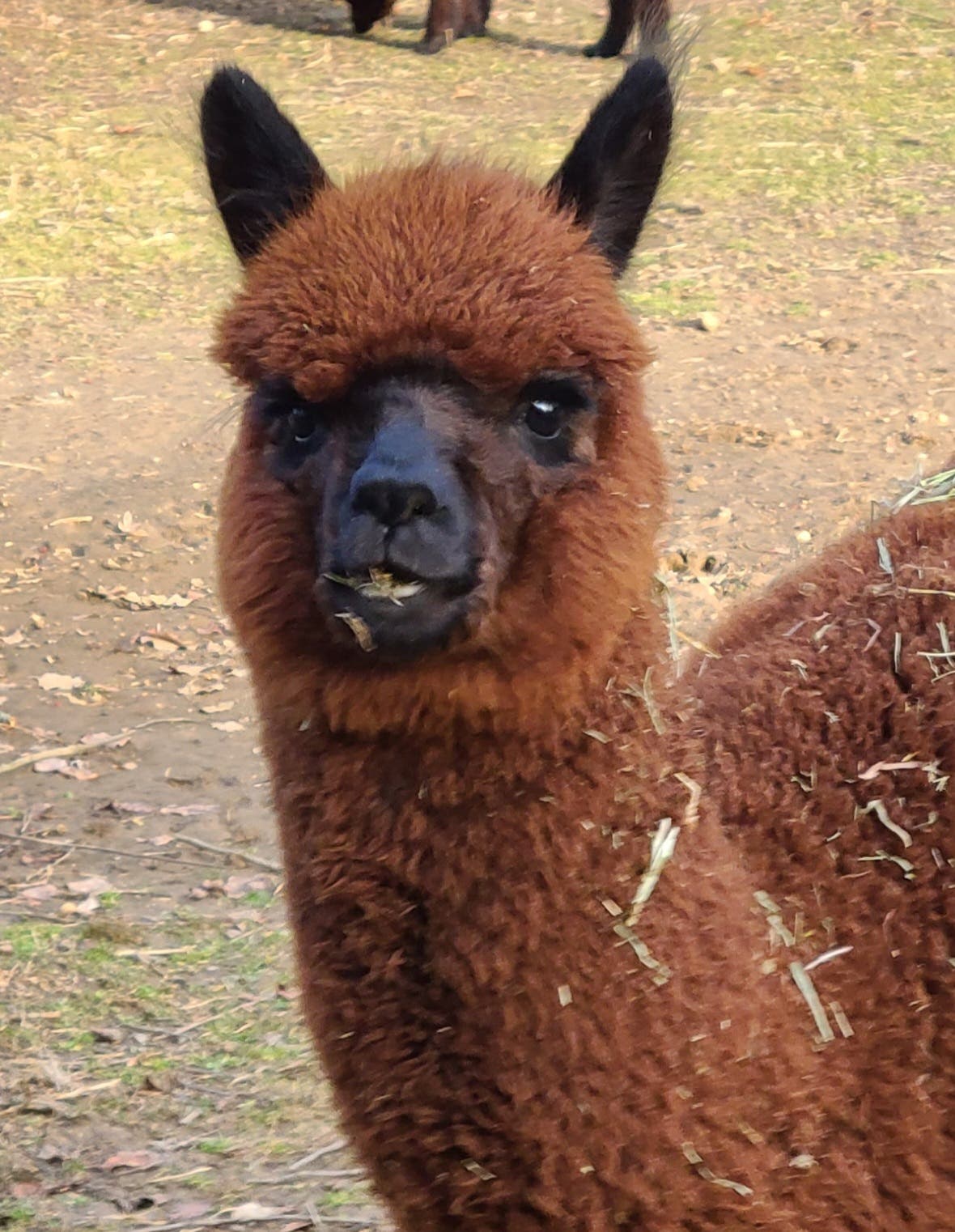 Spring Alpaca Open Farm Weekends