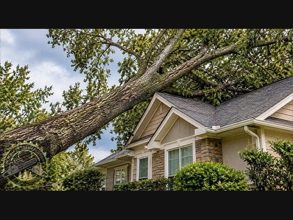 New Image Tree Solutions
Roswell, Ga
(404) 680-0041