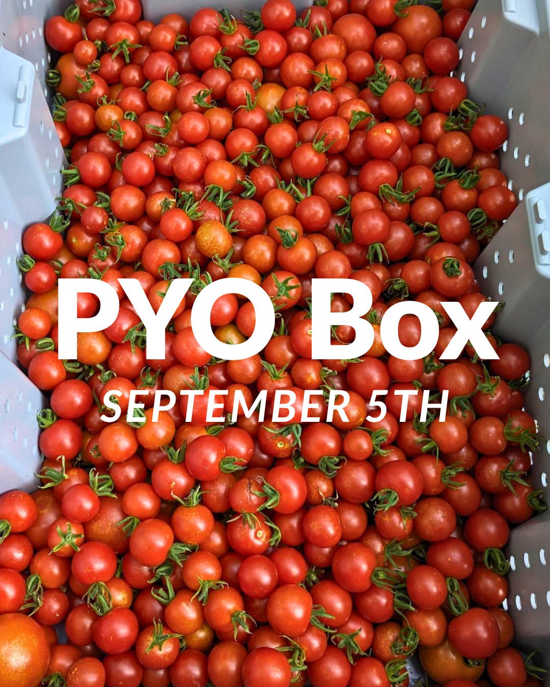 PYO Cherry Tomatoes, Peppers and Ground Cherries (Organically-grown)