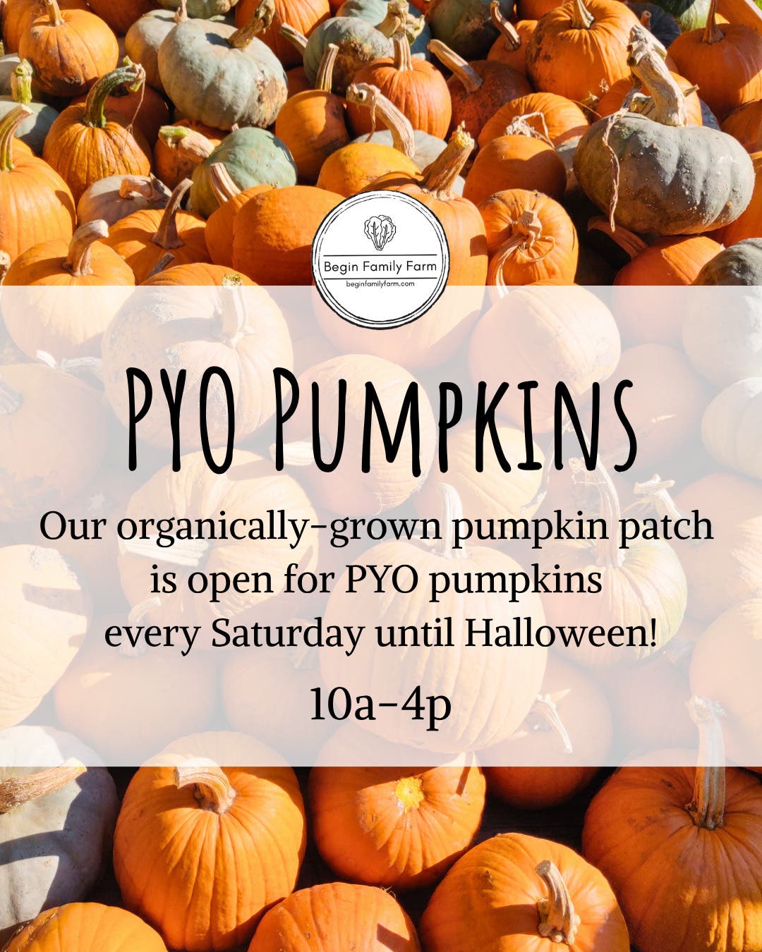 Begin Family Farm Opens New Pumpkin Patch for Old-Fashioned Pumpkin Picking