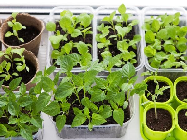 Container Gardening Program