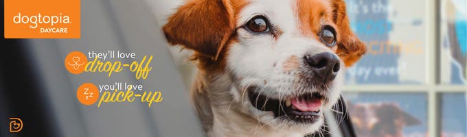 Dogtopia of Garden City Park