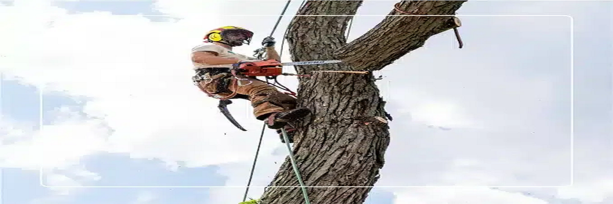 JCS Tree Care Professionals