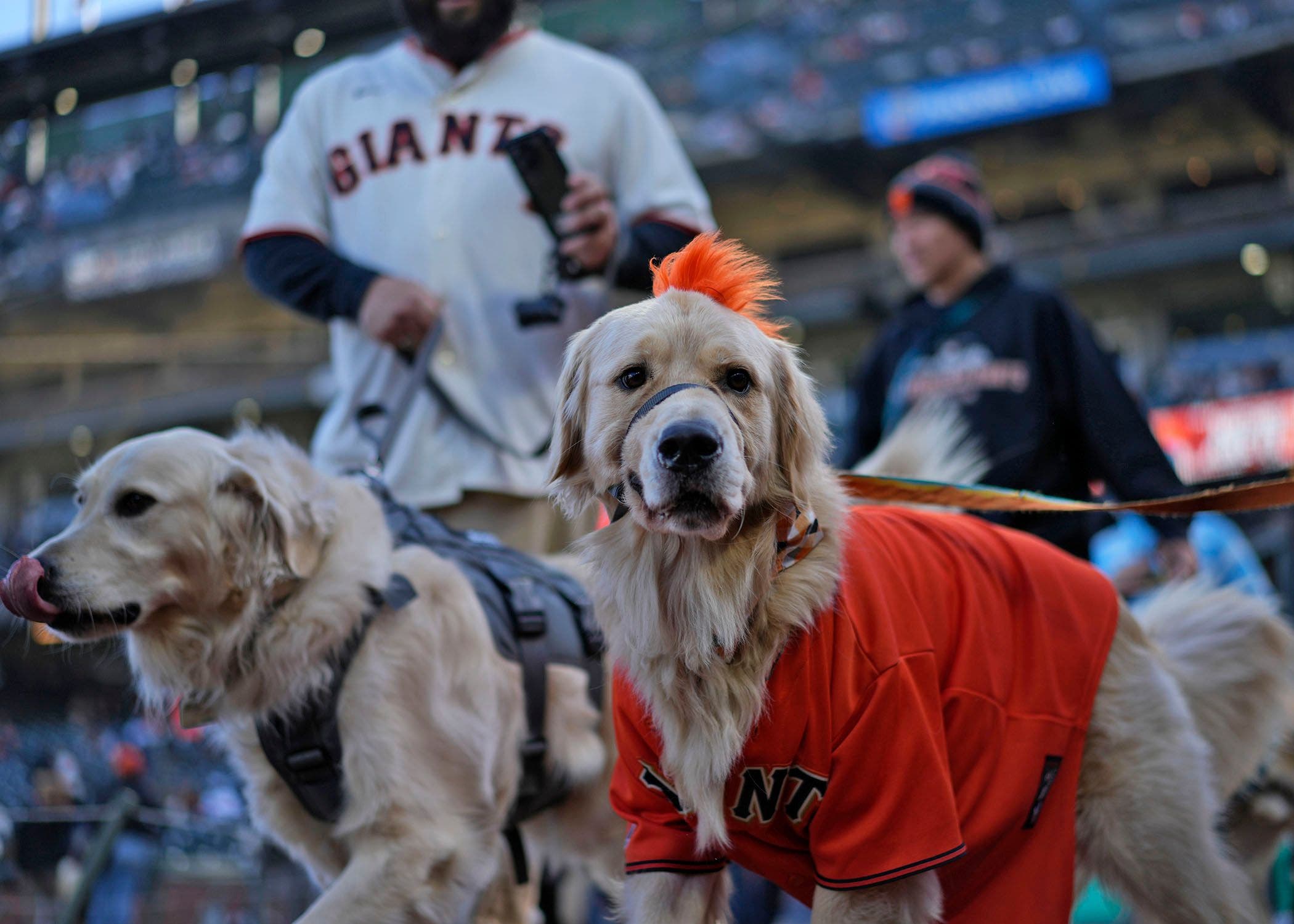 Dog Days at Oracle Park with SF SPCA