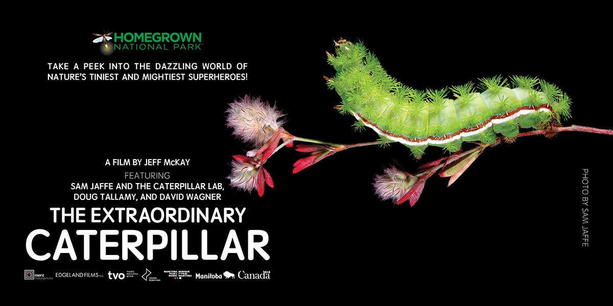The Extraordinary Caterpillar Documentary Viewing