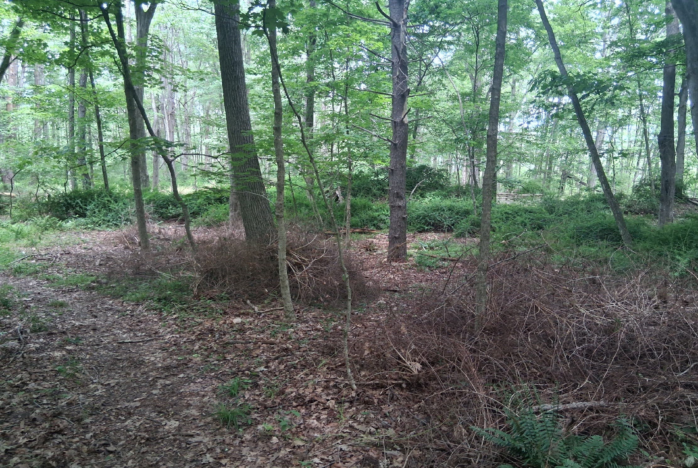 Barberry Clean-Up