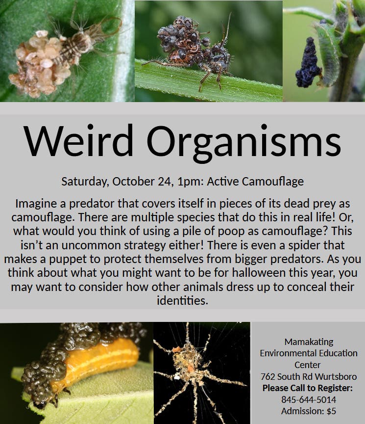 Weird Organisms: Active Camouflage