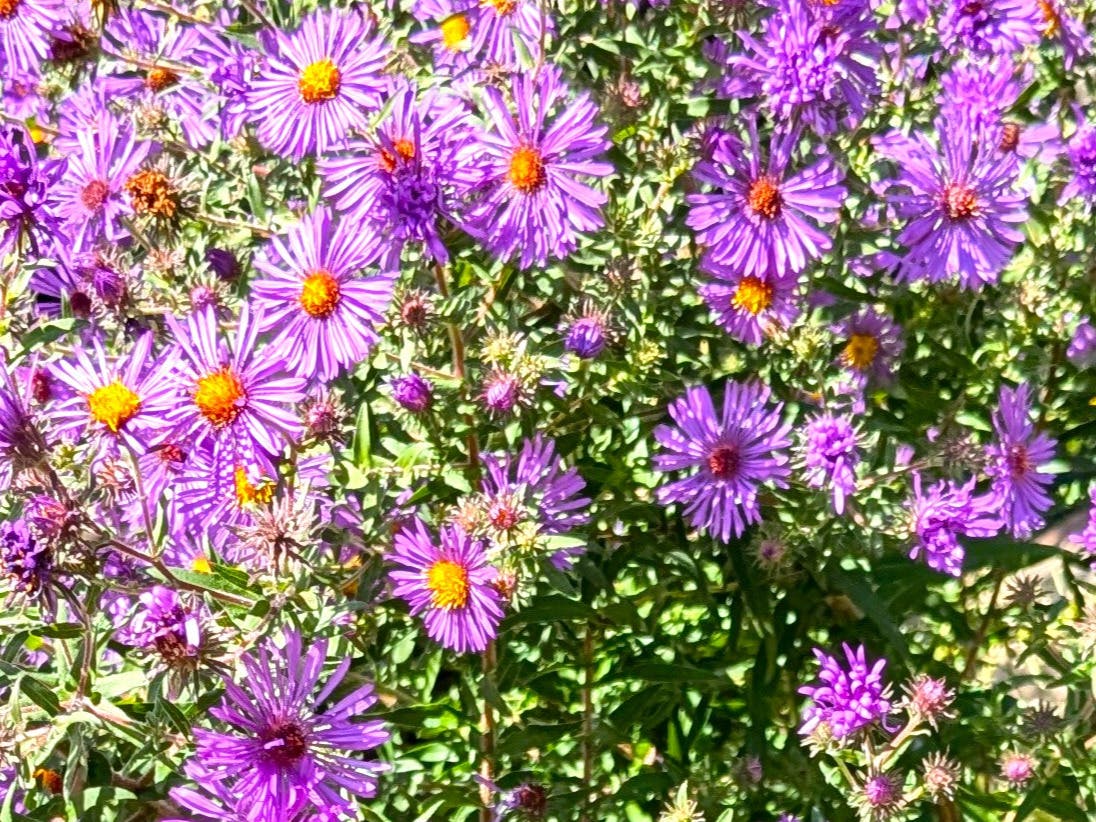 Royal Oak Garden Club Annual Perennial Exchange