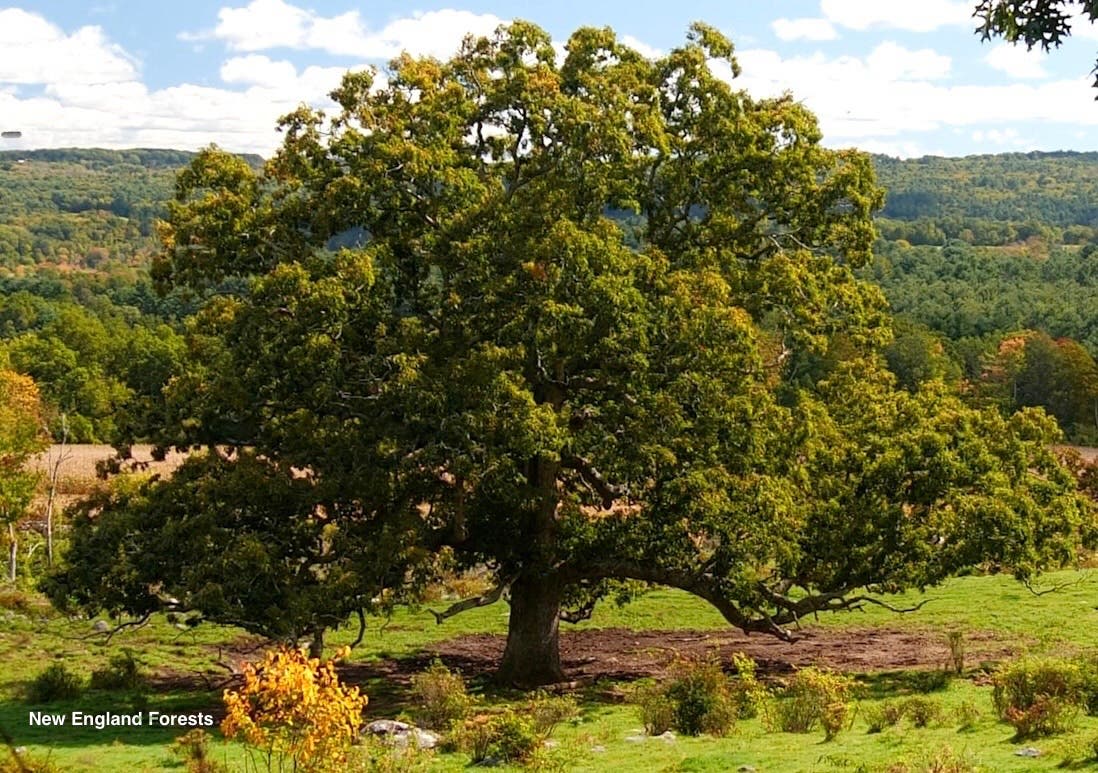 Simsbury Land Trust Tree Dedication