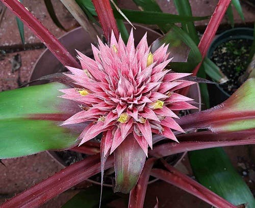 Bromeliads Show and Sale