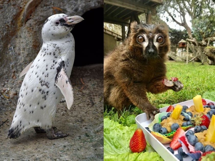 "They leave a lasting mark for so many of us, and will be missed," zoo officials said. 
