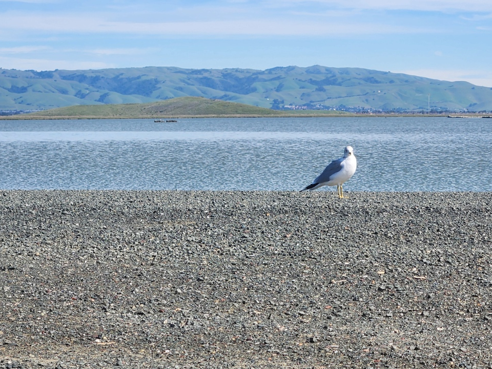 Today's photo features interesting textures from the end of the Alameda Creek Trail. 