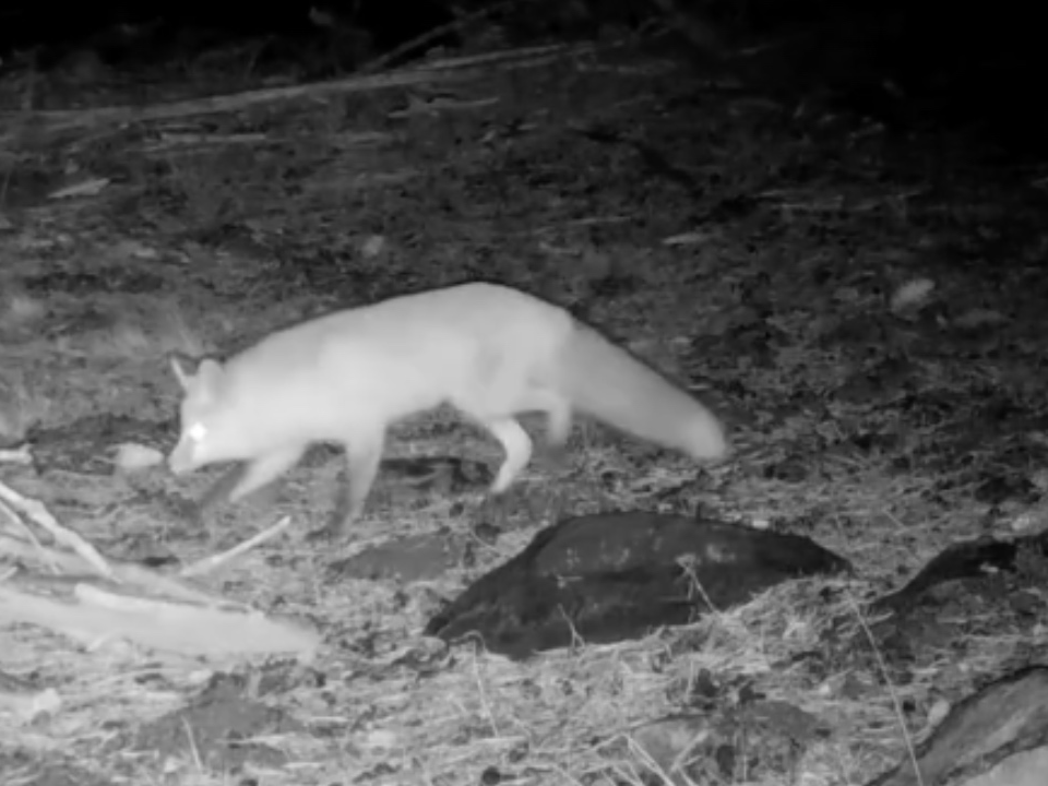The animal is considered threatened, authorities said. 