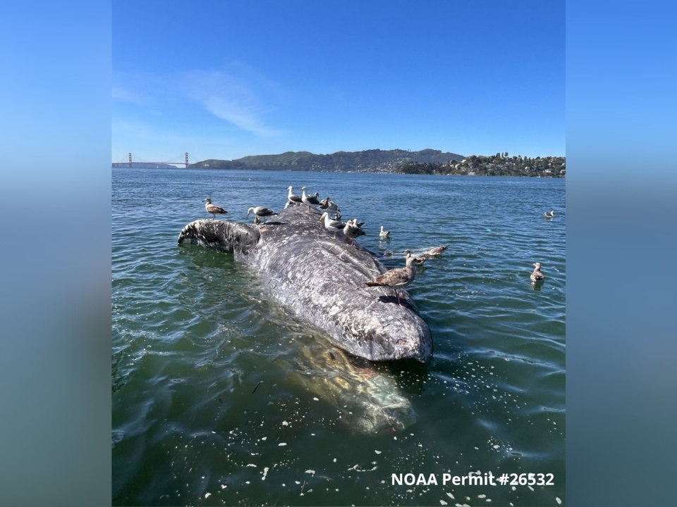 The whale was found floating near the bridge on Tuesday. 
