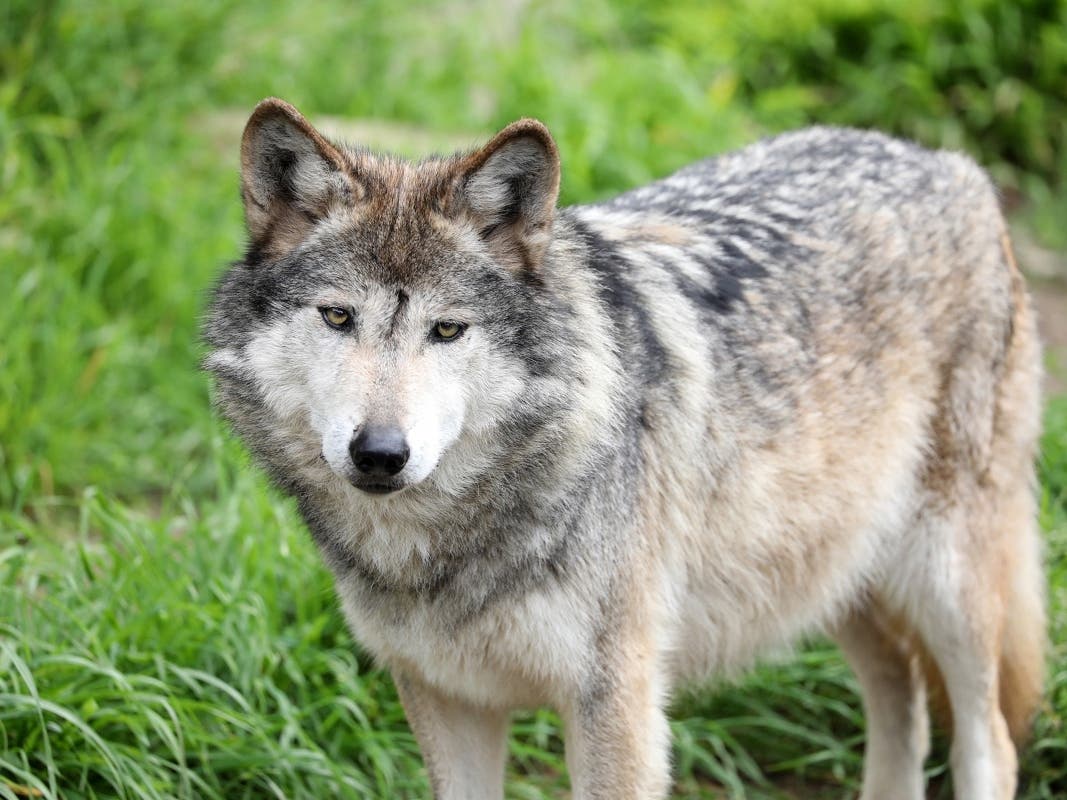 A photo of a Mexican gray wolf. 