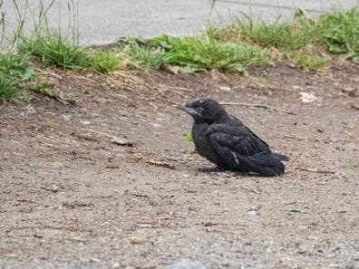 A grounded crow. 