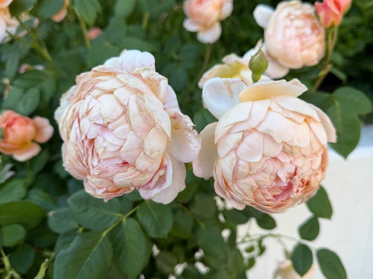 A pair of roses in Stanford.