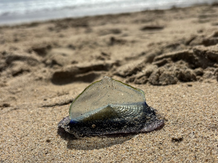 A Velella velella​ washes up on a California shore. 
