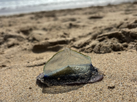 These Mysterious Creatures Are Washing Up On CA Beaches. Here's What To Know