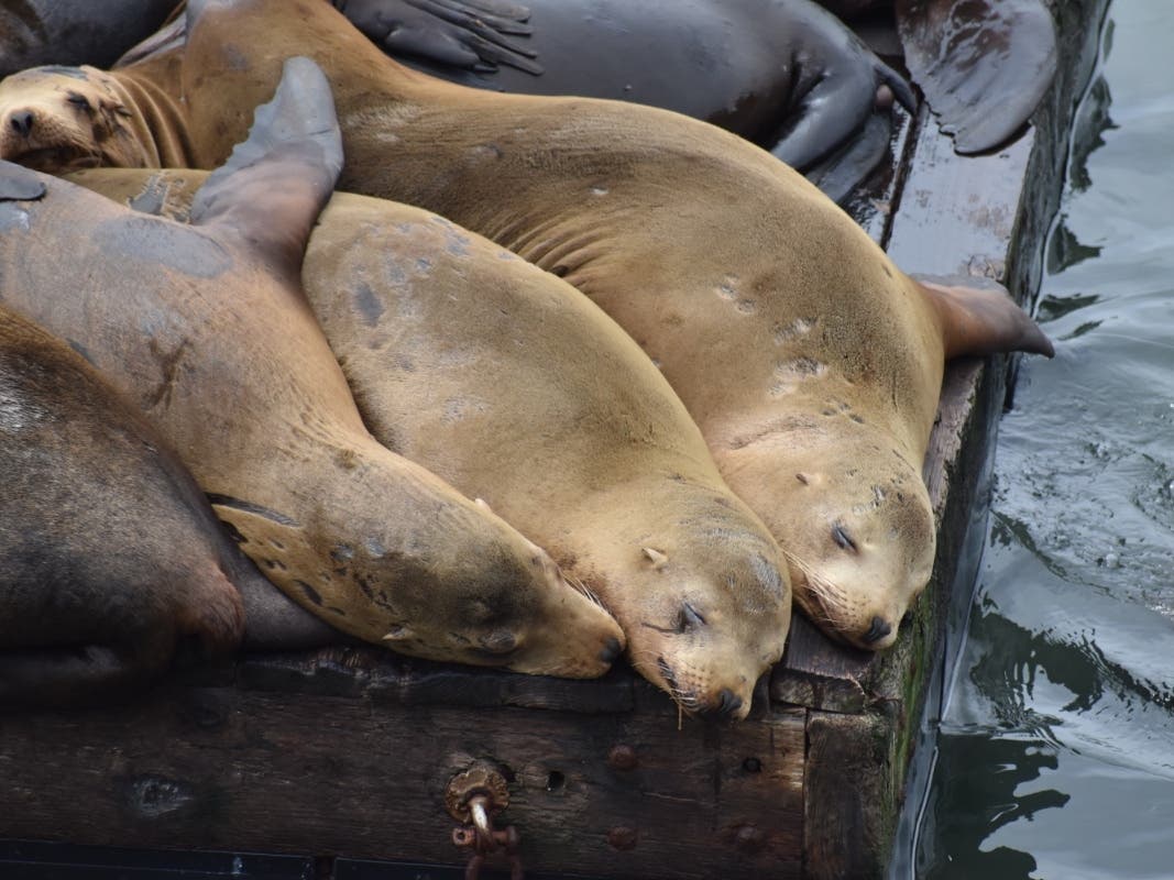 https://patch.com/img/cdn20/users/27099532/20260504/123740/styles/patch_image/public/sea-lion-3___04122859607.jpg