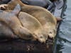 Three sea lions rest side by side at Pier 39 in San Francisco on Friday, May 1. 
